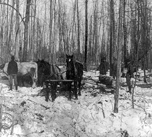 БЕЗКРАЙНИ СНИМКИ 1900 Снимка: Сеч в Борова гора | Кон и Oxen Мичиган се Дърпа Трупи | Ретро Декор на стените